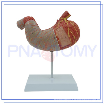 PNT-0460 Ampliación de 2 partes del modelo de estómago humano